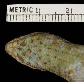 Media type: image;   Herpetology R-53919 Aspect: head ventral